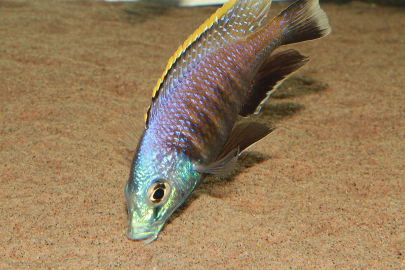 Placidochromis sp. 'blue otter' Tsano Rock